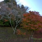 四季桜と紅葉 〜 小原ふれあい公園
