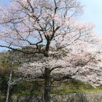 定光寺公園へ桜見に出かけよう