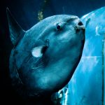 食べたことないものを食す　～　マンボウ