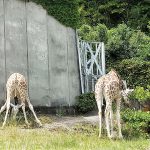 東山動植物園は老後の散歩に良いところ