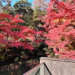 愛知県緑化センターと昭和の森で紅葉を