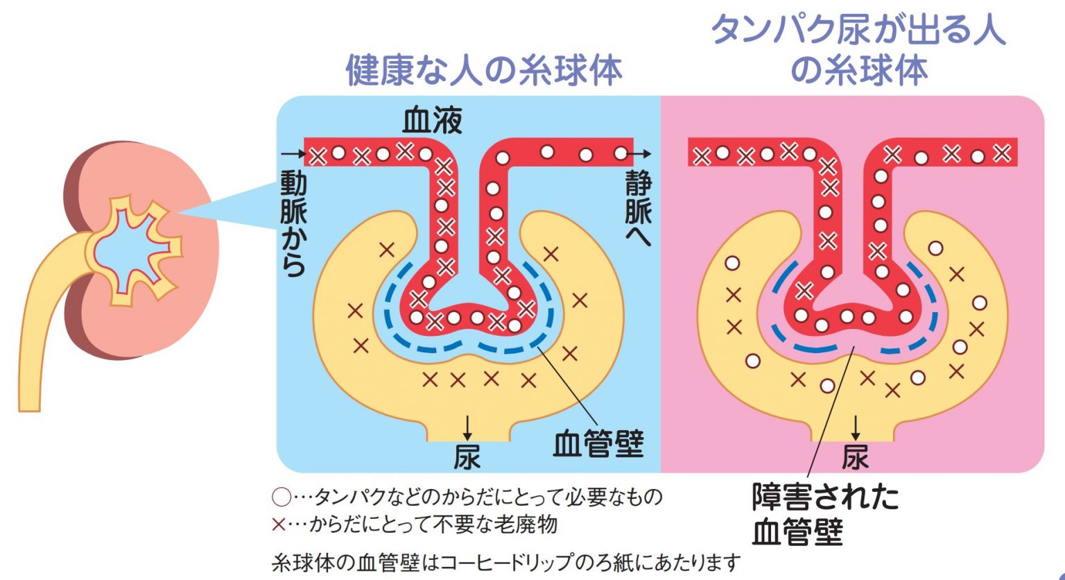 タンパク質: タンパク質とは何か、例、種類、機能