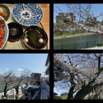 今年も岡崎公園に花見